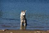 SIBERIAN HUSKY 546